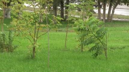 Сотни деревьев погибают в Актобе без полива