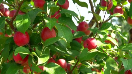 Славу "яблочного края" намерены вернуть Приуралью