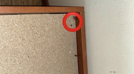 На клопов и тараканов в комнатах общежитий пожаловались студенты МУА