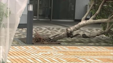 Сотни скаутов получили тепловой удар из-за аномальной жары в Южной Корее