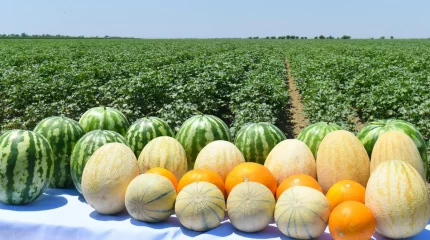 Түркістанда 3 млн тонна көкөніс пен бақша өнімдері жиналды