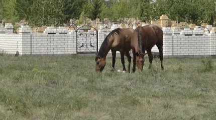 На осквернение мусульманского кладбища пожаловались жители Павлодарской области