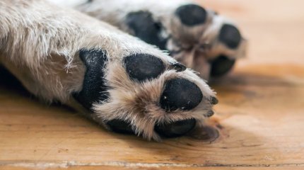 Собаку зарезали на глазах у детей в Уральске