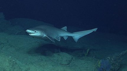 Рыбак поймал на крючок акулу и едва не погиб (ВИДЕО)