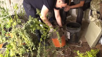Алматыда каннабис тобының есірткісін өсіретін екі фитолабораторияны құрған қылмыстық топ қолға түсті