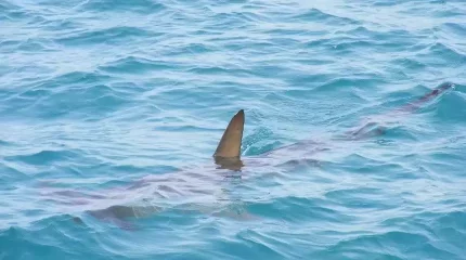 Нью-Йоркте соңғы 65 жылда алғаш рет акула адамға шабуыл жасады