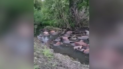 Табун лошадей погиб из-за "черных" копателей в области Абай