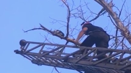 Ради спасения кошки в Усть-Каменогорске развернули автолестницу