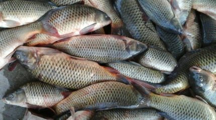 Жыл басынан бері 80 тоннаға жуық заңсыз ауланған балық тәркіленді