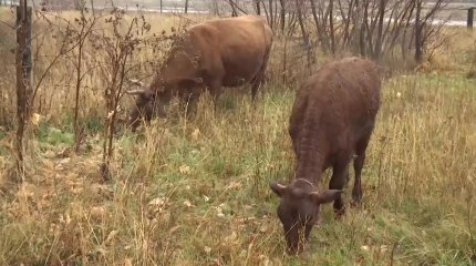 Қарағанды облысында 2 мыңнан астам ірі қара  бруцеллезге шалдыққан