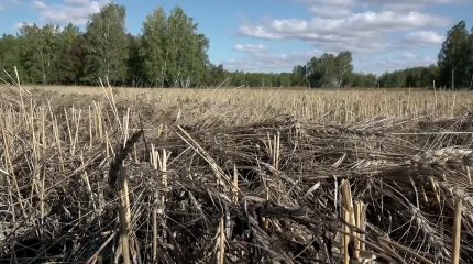 Солтүстік Қазақстанда егін орағы кестеден кешеуілдеп жатыр