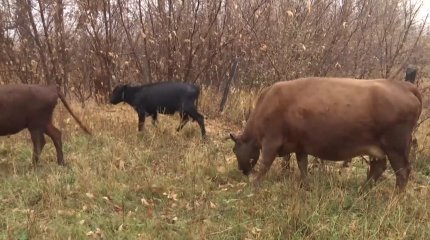 Бруцеллез в Карагандинской области: в регионе зарежут свыше двух тысяч коров