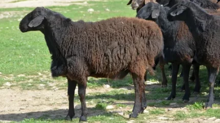 Түркістан облысында ұсақ малдан сібір жарасы тіркелді