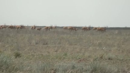 БҚО шаруалар киіктен зардап шегіп отыр