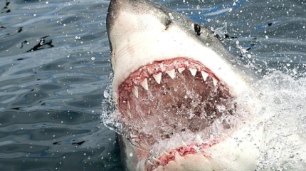 Акула напала на туристку в Египте: ей ампутировали руку