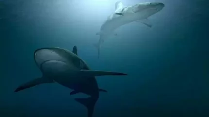 Мысырда акула тағы да адамға шабуылдады