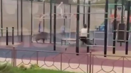 Дикий кабан напал на детей на игровой площадке в Ростове-на-Дону