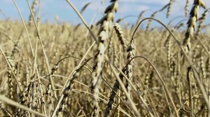 Объявить режим ЧС на севере страны из-за аномальных дождей требуют сенаторы