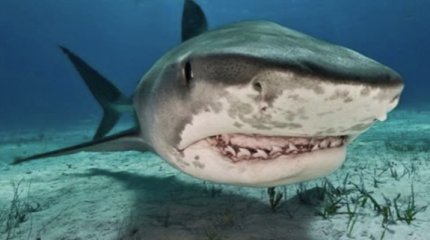 Нападение акулы в Египте: туристку прооперировали