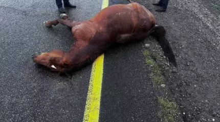 Жылқы жолға шауып шыққан