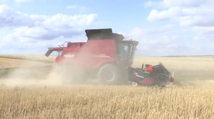 Ақтөбелік  диқандар дабыл қағуда: астық  жарамсыз боп қалды