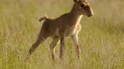 Компенсацию за уничтоженные сайгаками корма просят выплатить фермеры Западного Казахстана