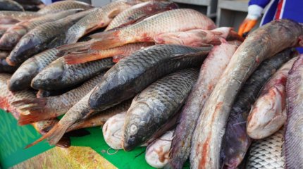 Елордада Қызылорда облысының ауыл шаруашылығы жәрмеңкесі өтіп жатыр