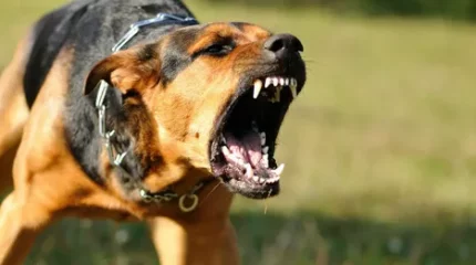 Батыс Қазақстан облысында ит төрт жасар баланы талап тастады