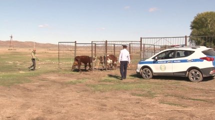 Қарағанды облысында 17 мобильді бекет қойылды