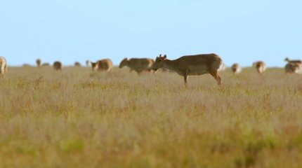 Мораторий на отстрел сайгаков не будут продлевать в Казахстане
