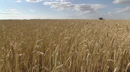 "Жаңа түсімнің сапасы нашарлап, өнімнің жартысынан көбі шіріп кетті",- ауыл шаруашылығы вице-министрі