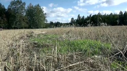 "Цена будет держаться", - Сапаров о возможном удорожании хлеба из-за плохого урожая