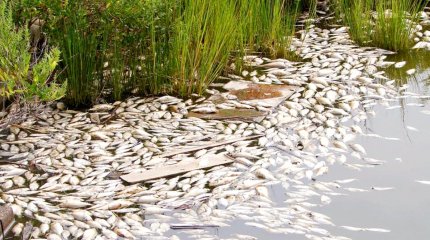 Причины гибели рыбы в водоемах Северного Казахстана назвали экологи