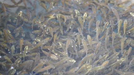 Сарбоянского карпа запустили в водоемы Астаны