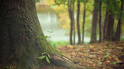 Қостанай облысында шаруалар 2 мың гектар орманды заңсыз иемденіп алған