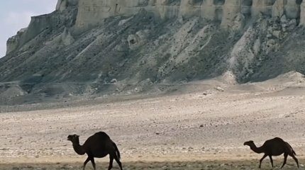 "Двуногих нет, свобода": "замки" Мангистау обсуждают казахстанцы