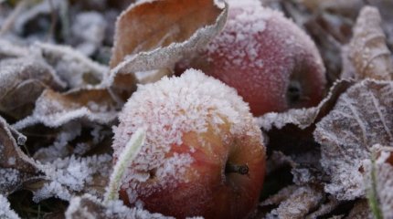 Заморозки и дожди: прогноз погоды на три дня