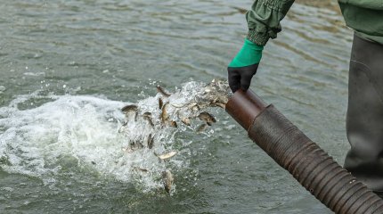 300 тысяч карпов выпустили в Есиль в Астане