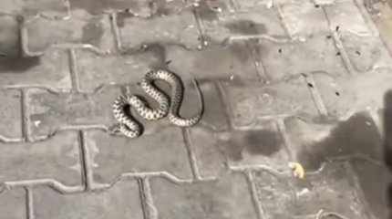 Чья жена? Змею заметили в Петропавловске