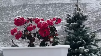 Алматыдағы Шымбұлақта қар жауды