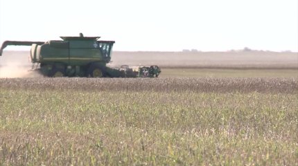 Толассыз жауыннан шығынға ұшыраған Тобыл өңіріндегі диқандарға көмек көрсетілетін болды