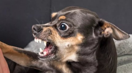 Мужчину зарезали из-за лая его собаки (ВИДЕО)