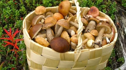 Қарқаралыда саңырауқұлақ теруге кеткен әйелдің мәйіті табылды