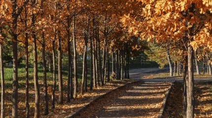 25 қыркүйекке арналған ауа райы болжамы