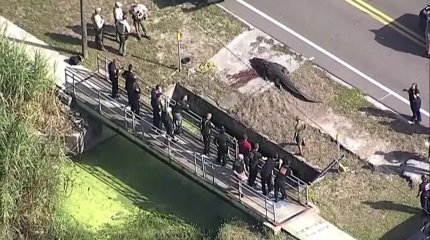 Огромного аллигатора с человеческими останками в пасти поймали в США