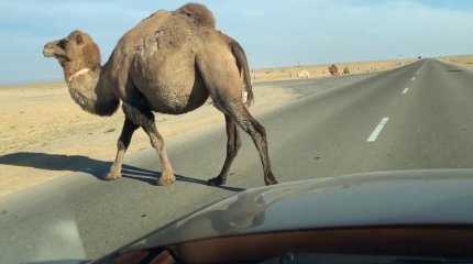 В Жанаозене водителю чудом удалось избежать столкновения с верблюдами
