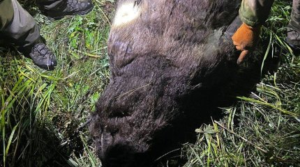 Браконьер застрелил медведя в ВКО: мясо он планировал съесть