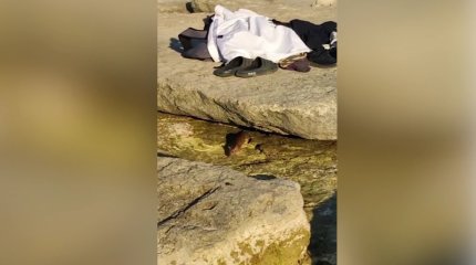 Нашествие крыс в Актау: грызуны атаковали набережную