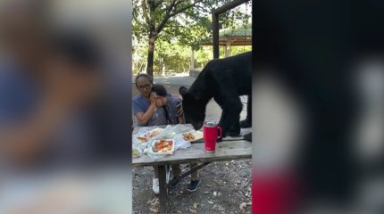 Мать-героиня: мексиканка спасла детей от медведя во время пикника