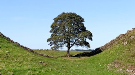 Знаменитое 200-летнее "дерево Робин Гуда" срубили в Великобритании.